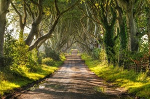 1.The-Dark-Hedges-in-Northern-Ireland-20-Magical-Tree-Tunnels-You-Should-Definitely-Take-A-Walk-Through