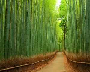 10.-Bamboo-Path-in-Kyoto-Japan-20-Magical-Tree-Tunnels-You-Should-Definitely-Take-A-Walk-Through