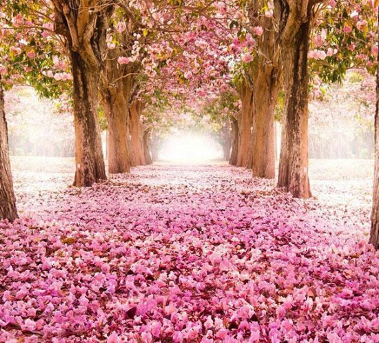 12-Blossom-Path-Location-Unknown