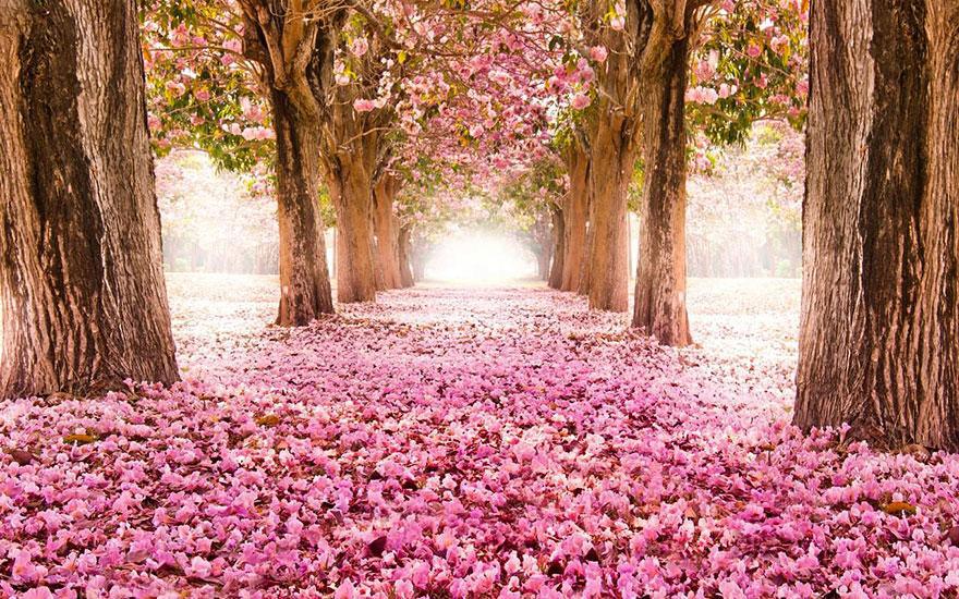 12-Blossom-Path-Location-Unknown