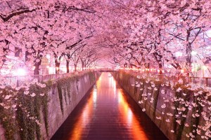 13.-Sakura-Tunnel-Japan-20-Magical-Tree-Tunnels-You-Should-Definitely-Take-A-Walk-Through