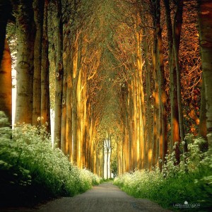 14.-Tree-Tunnel-in-Netherlands-20-Magical-Tree-Tunnels-You-Should-Definitely-Take-A-Walk-Through