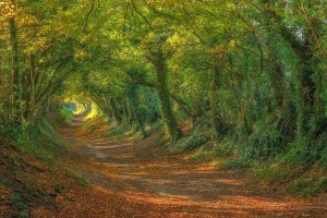 18.-The-Path-Up-To-the-Halnaker-Windmill-in-Sussex-20-Magical-Tree-Tunnels-You-Should-Definitely-Take-A-Walk-Through