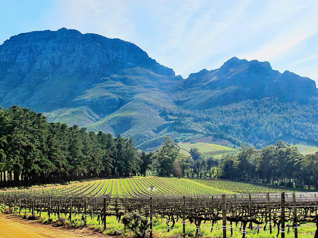 Vue_du_vignoble_de_Stellenbosch